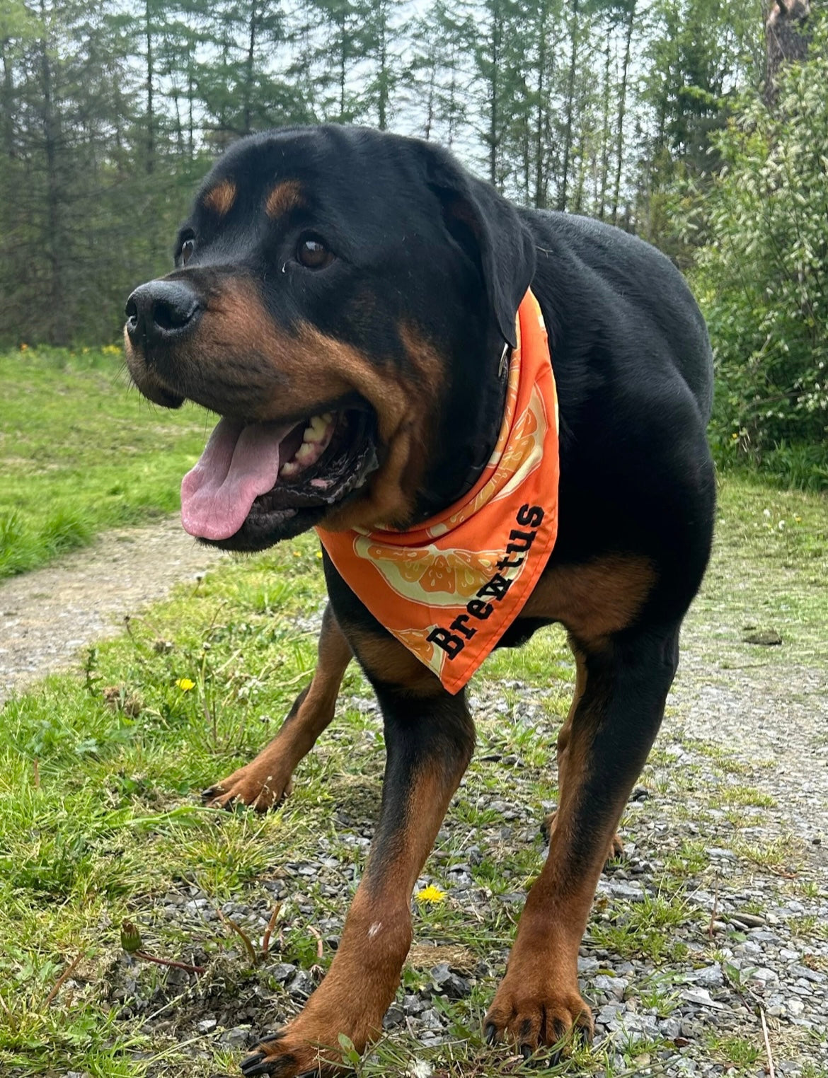Custom Embroidered Summer Pet Banadanas